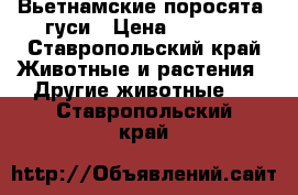 Вьетнамские поросята ,гуси › Цена ­ 1 200 - Ставропольский край Животные и растения » Другие животные   . Ставропольский край